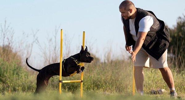 Los 10 mejores entrenadores de perros en CDMX